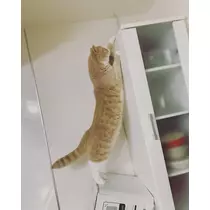 足立 はな