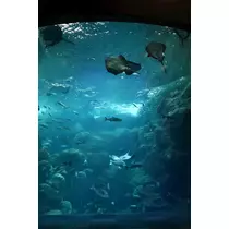 まな