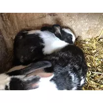 長瀬 純恋