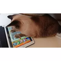 ひな