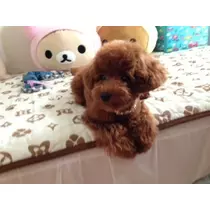 あかり