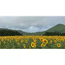 美月