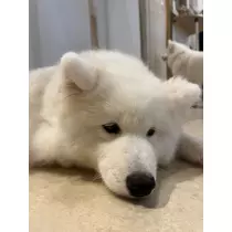 ティラノまな