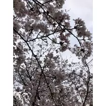 しゅり