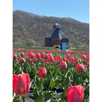 花咲 みらい