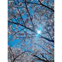 優花