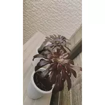 まいか