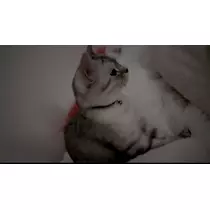 佐倉 里緒