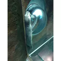 ひな