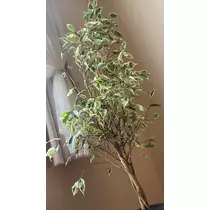 一条 彩由