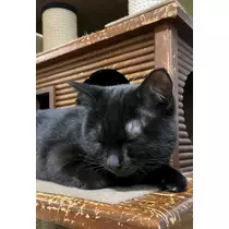 りん