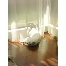 さくら