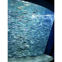 たまき