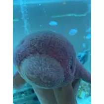 なるみ