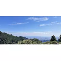 ひな