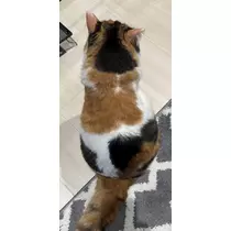メイ