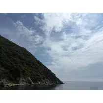 あみ