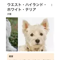 緑 四葉