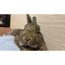 ココ