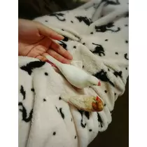 ちよママ