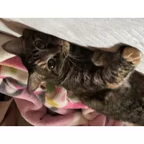 あや