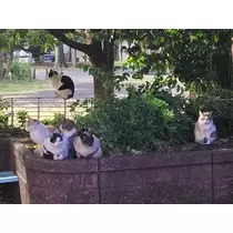 エミ （スタッフ）