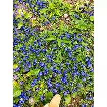 ゆかり