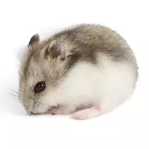 さくら