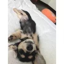 福 恋