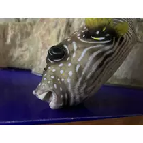 バ リヒ