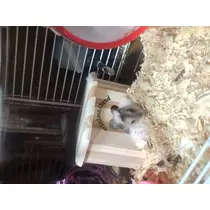 あや