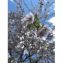 りえ