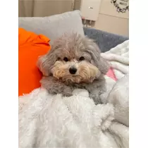 うづき ふうか