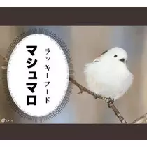 ひな