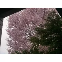七星 夏純