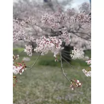 あおい