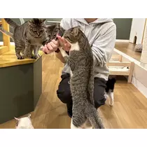 あみ
