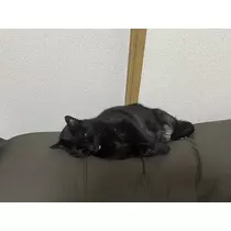 えり