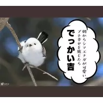 ひな