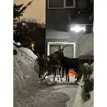 結城 かなの