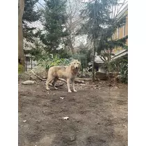緑 四葉