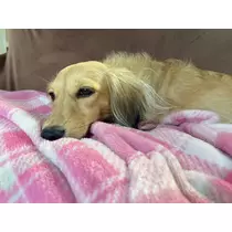 ゆきの
