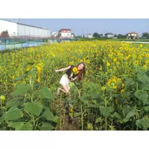 愛矢