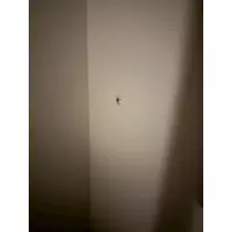 せら