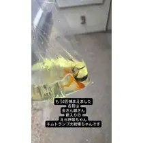 ほのか