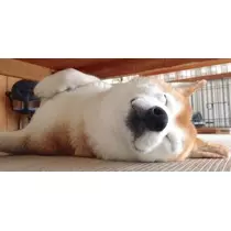 ゆうか