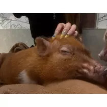 ナナ