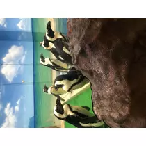 宝條 夏恋