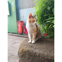 あすか