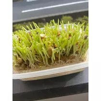 美里